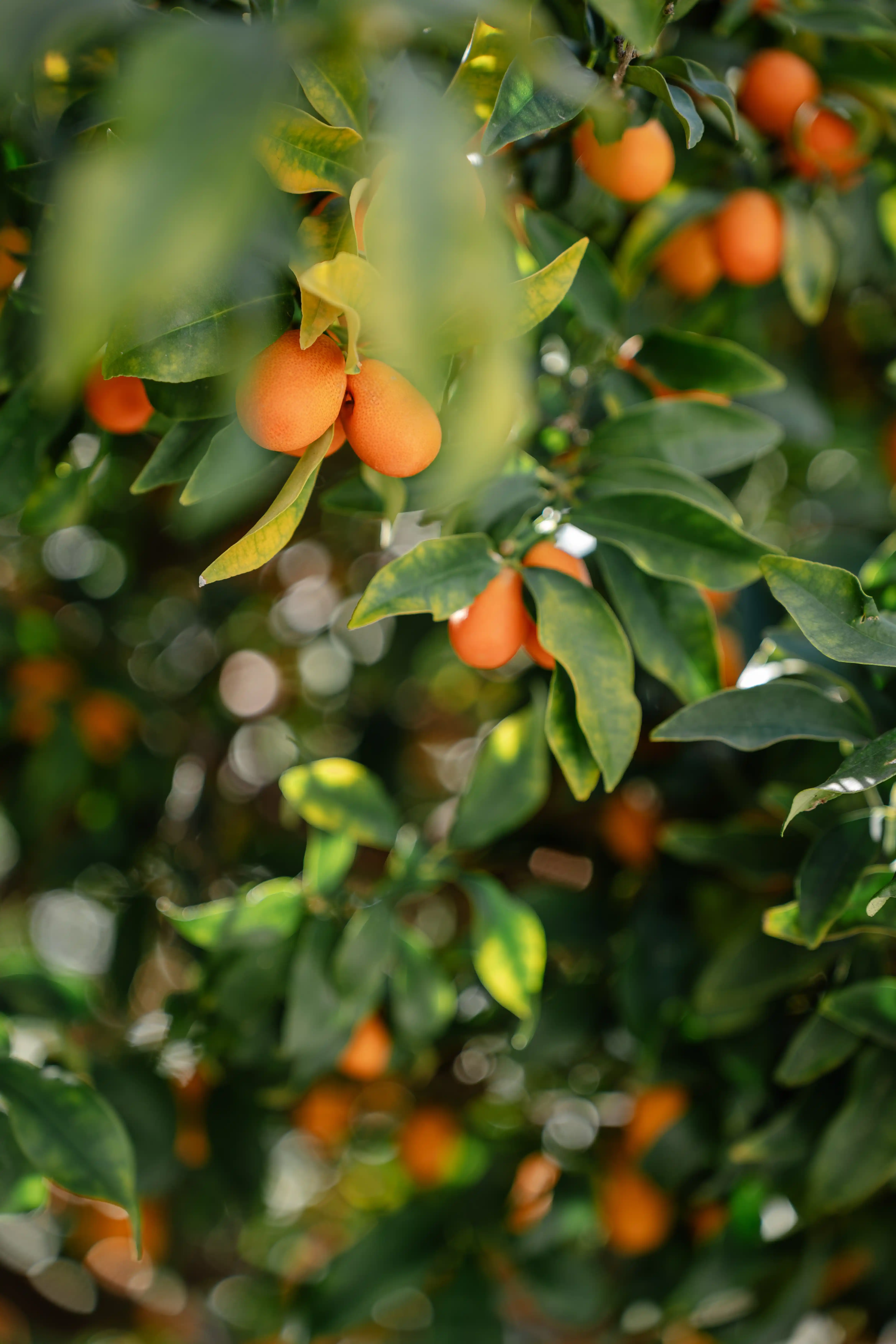 Orange tree in Sicilian garden during Taormina elopement
